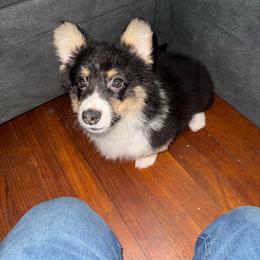 River - White and black male Pembroke Welsh Corgi puppy in Fontanelle, Iowa from Alegandra’s Pembroke Welsh Corgis