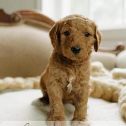 Alice - Red  female Goldendoodle puppy in Hiddenite, North Carolina from Rose and Reid Doodles