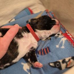 Augustus Gus - Brindle male Boxer puppy in Evans, Georgia from Kimberly's Boxers