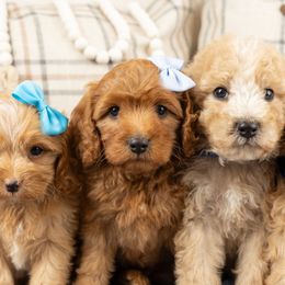 Cavapoos, Cockapoos, and Maltipoos from Marlene's Doodles