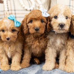 Cavapoos, Cockapoos, and Maltipoos from Marlene's Doodles