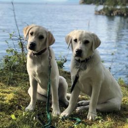 Labrador Retrievers from Karen Duty
