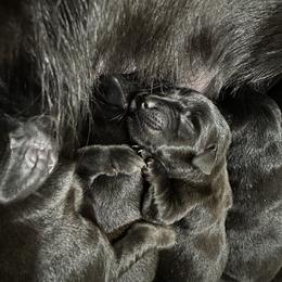 Labrador Retriever Puppies from Red Barn Family Labs