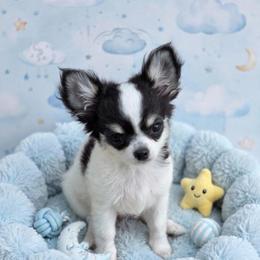 Franklin - Black and white male Chihuahua puppy in Cape Coral, Florida from Inspired Chihuahuas