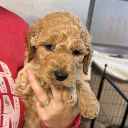 Green Collar - Apricot male Goldendoodle puppy in Winchester, Tennessee from Mahaffey’s Doodles