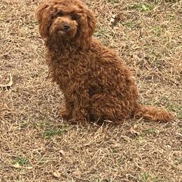 Felix - Poodle