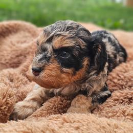 Starlet - Merle female Cavapoo puppy in Decatur, Illinois from Petite Pups