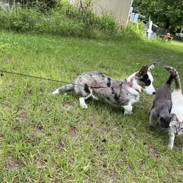 Ne ne - Cardigan Welsh Corgi