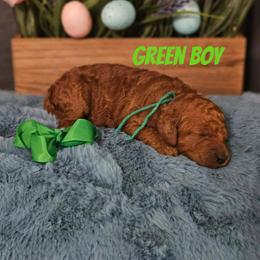 Green - Red  male Goldendoodle puppy in Haughton, Louisiana from Bailey’s Cajun Canines