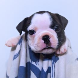 Baby Luna - Brindle and white female Boston Terrier puppy in Kingsport, Tennessee from Sleepwalker Bostons