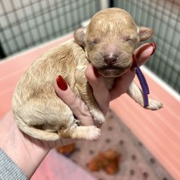 Purple - Cream female Cockapoo puppy in Denver, Pennsylvania from Greenview Puppies