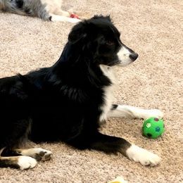 Tucker - Miniature Australian Shepherd