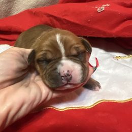 Cupid - Red female American Staffordshire Terrier puppy in Marietta, Georgia from Ambition Amstaffs