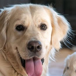 Rosie - Golden Retriever