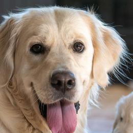Rosie - Golden Retriever