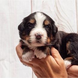 Male 5 - Black tan and white male Bernese Mountain Dog puppy in Collinsville, Texas from Berner Dynasty