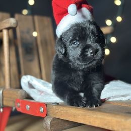 Virgo - Black female Newfoundland puppy in Tully, New York from Bear Paw Newfoundlands