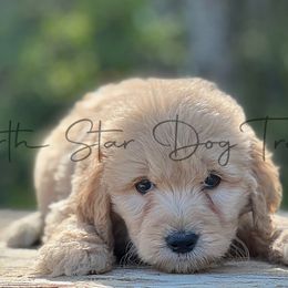 Texas - Goldendoodle puppy in Lancaster, Minnesota from North Star Dog Training