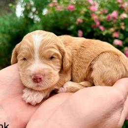 Layla (Lt. pink) - Buff female Cockapoo puppy in Denver, Pennsylvania from Greenview Puppies
