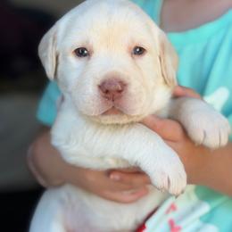 Light Purple - Yellow female Labrador Retriever puppy in Archer Lodge, North Carolina from Archer Lodge Labradors