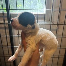 Girl 5 - White and black female Dalmatian puppy in Toledo, Ohio from Exquisite Dalmatians & Standard Poodles