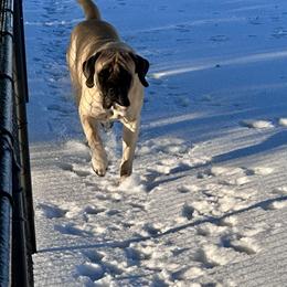 Willow - Mastiff