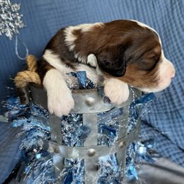 Donner - Sable male Aussiedoodle puppy in Lodi, California from KJ Doodles