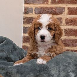 Duran - Red male Bernedoodle puppy in Reinholds, Pennsylvania from Mountain Top Bernedoodles