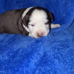 Jack - Red tri male Miniature Australian Shepherd puppy in Godley, Texas from Bradley Kennels