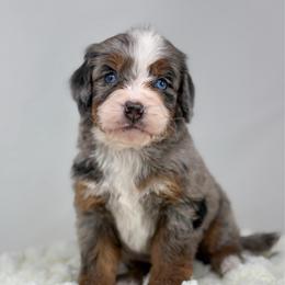 Sonata - Blue merle female Bernedoodle puppy in Fleming, Colorado from Vandenbark Doodles