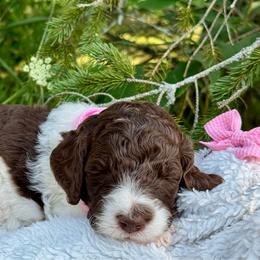 Pink - Chocolate female Goldendoodle puppy in Hesperia, Michigan from Red Acres Poodles & Doodles