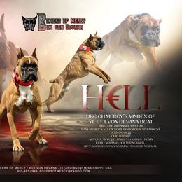 H€LL - Boxer