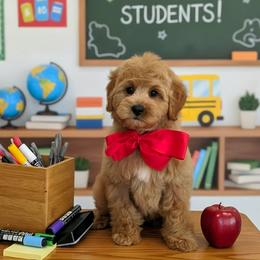 Bambi's Red Boy - Apricot male Goldendoodle puppy in Kountze, Texas from Texas Doodles LLC