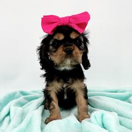 AKC Champion-Sired Ivy - Black and tan female Cavalier King Charles Spaniel puppy in Louisville, Kentucky from Ali-Mae Cavaliers