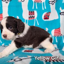 Girl 2 Yellow - Liver and white female English Springer Spaniel puppy in Potosi, Wisconsin from Point and Flush Gun Dogs