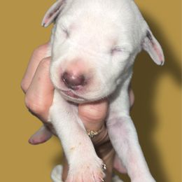 Vanderbilt - White and liver brown male Dalmatian puppy in Bremen, Georgia from Clark’s Dalmatians