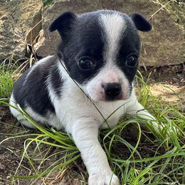 Hank - Black and white male Chihuahua puppy in Coweta, Oklahoma from Green Country Chihuahuas