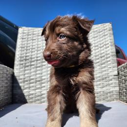 Belle - Isabella female German Shepherd puppy in Los Lunas, New Mexico from Mali's German Shepherds LLC