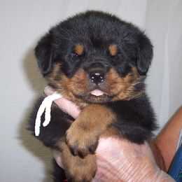 Rottweiler Puppies from LAKEVIEW KENNEL