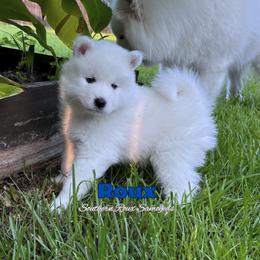 Samoyed Puppies from Southern Roux Samoyeds