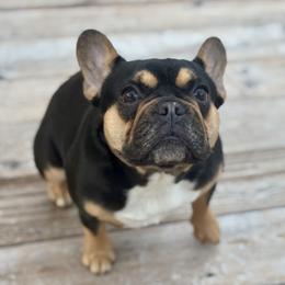 Picabo - French Bulldog