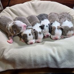 Bingo - Lilac female Boston Terrier puppy in Millers Creek, North Carolina from Tumbling Shoals Hilltop Bostons