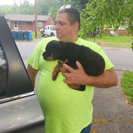 Rottweiler Puppies from S.L Rottweilers