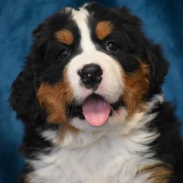Bernese Mountain Dog Puppies from Brookwood Bernese Mountain Dogs