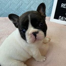 Boxers and French Bulldogs from Spruce Creek Kennels