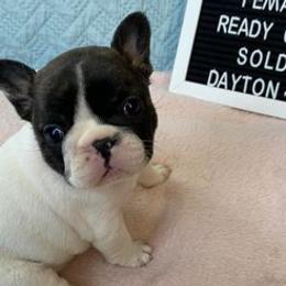 Boxers and French Bulldogs from Spruce Creek Kennels