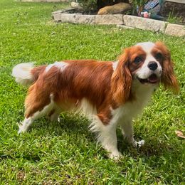 Finn - Cavalier King Charles Spaniel