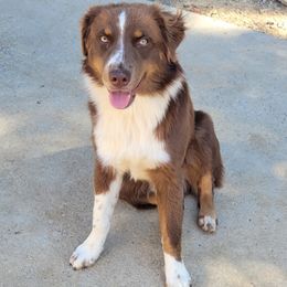 Boy 4 - Red Australian Shepherd puppy in Tennessee from Cedar Stone Aussiedoodles