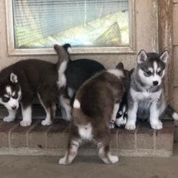 Siberian Huskies from Home Grown Huskies