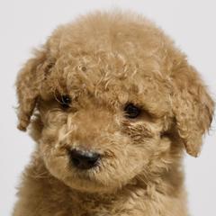 Taz - Red  Goldendoodle puppy in Houston, Texas from Texas Castle Doodles
